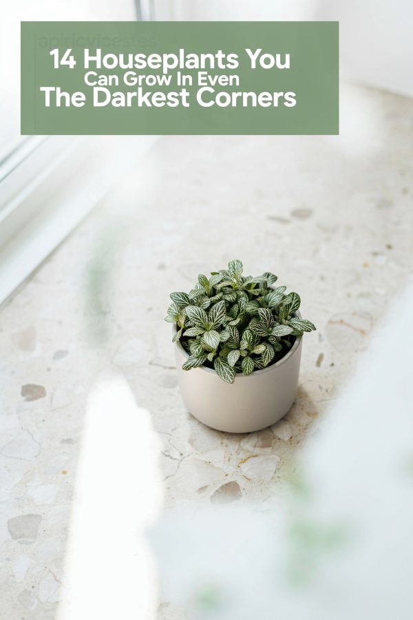 Low Light Bathroom Plants | 14 Houseplants That Thrive in Humidity & Shade | Small Bathroom Decor Ideas