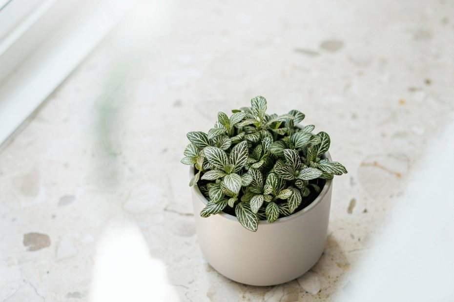 Low Light Bathroom Plants | 14 Houseplants That Thrive in Humidity & Shade | Small Bathroom Decor Ideas
